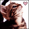kitty heart