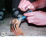 chipmunk.jpg image by carnone4