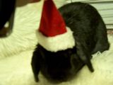 Santa-Paws.jpg image by Rowena77