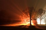 Tree.jpg image by Endophiend