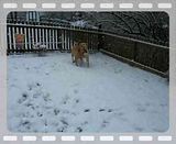 Jack and Abby in snow